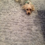 Saratoga-Dog-carpet-clean